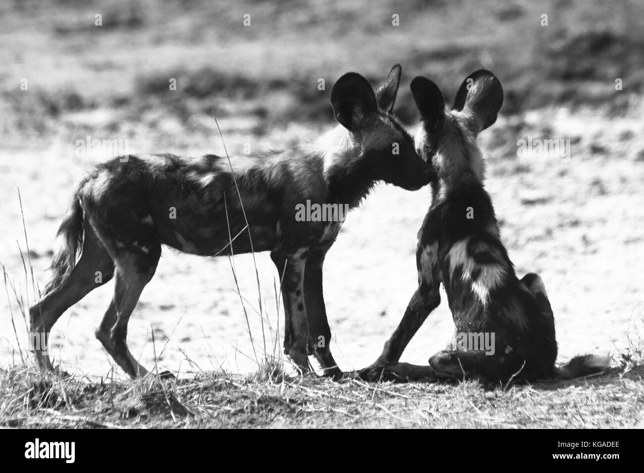 Cani selvatici Lycoan pictus, nel sud Luangwa National Park, Zambia Foto Stock