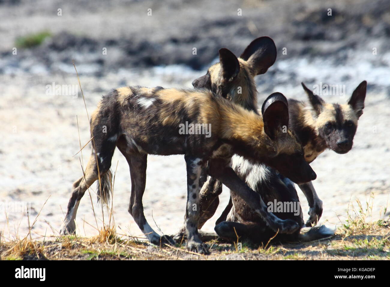 Cani selvatici Lycoan pictus, nel sud Luangwa National Park, Zambia Foto Stock