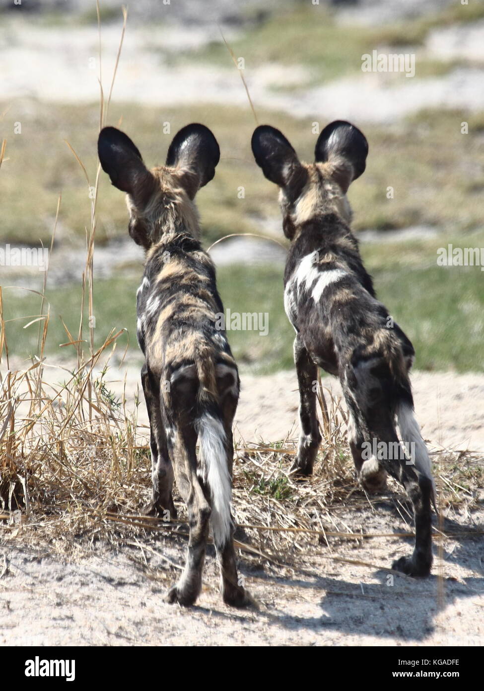 Cani selvatici Lycoan pictus, nel sud Luangwa National Park, Zambia Foto Stock