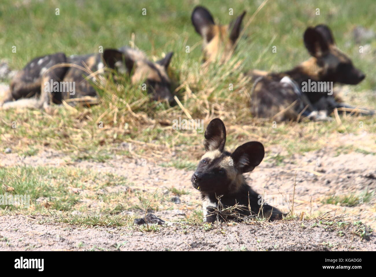 Cani selvatici Lycoan pictus, nel sud Luangwa National Park, Zambia Foto Stock