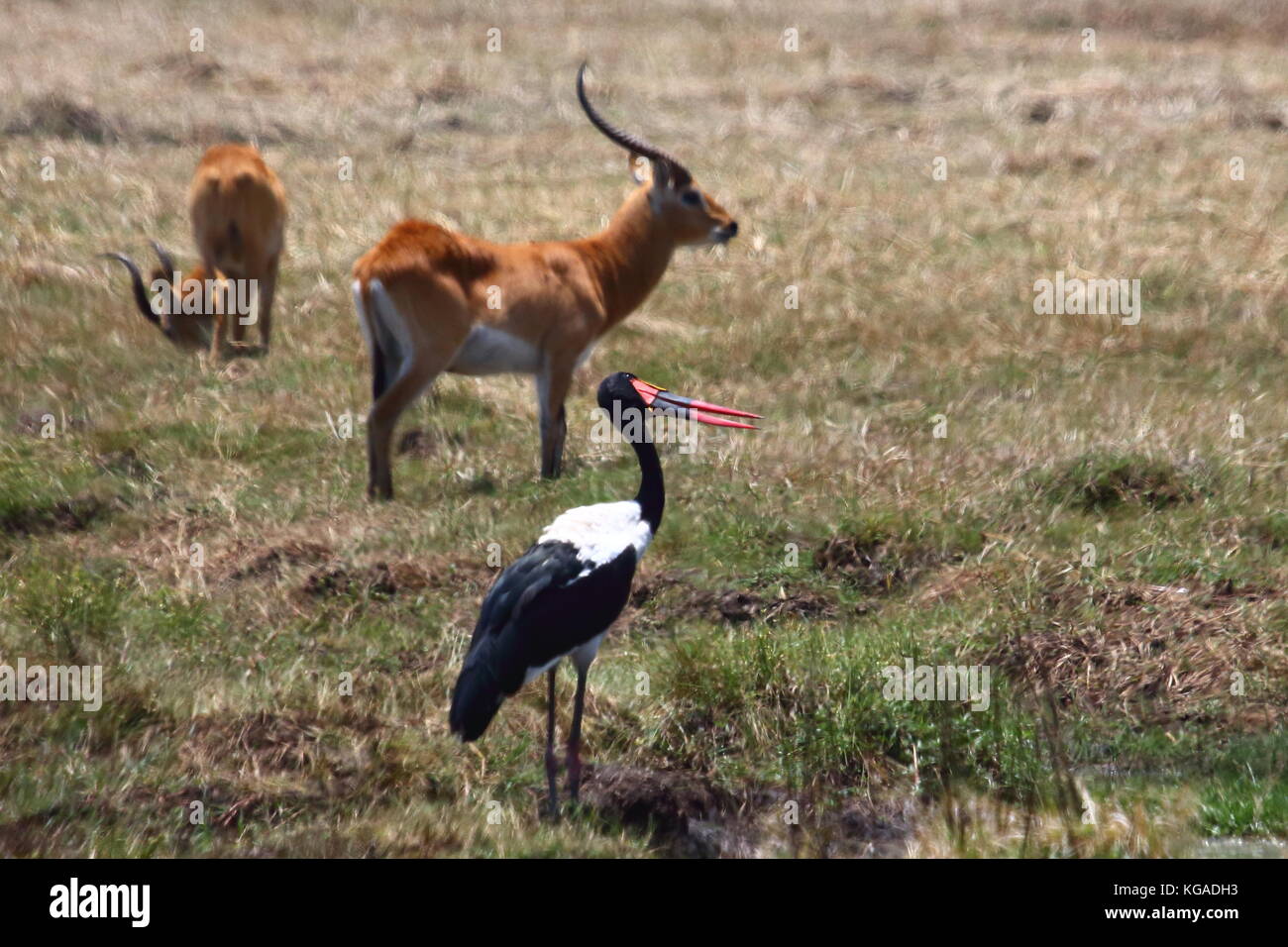 Sella-bill Stork Ephippiorhynchus senegalensis, con Red Lechwe Kobus leche, in Busanga Plains, Parco Nazionale di Kafue, Zambia Foto Stock