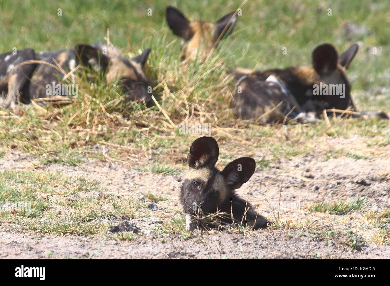 Cani selvatici Lycoan pictus, nel sud Luangwa National Park, Zambia Foto Stock