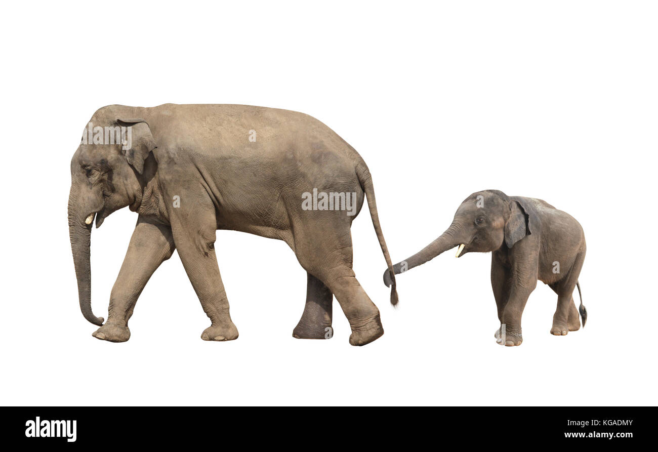 Famiglia a piedi di elefante - mamma e bambino (Elephas maximus). piccolo elefante è detenuto dal tronco dalla coda della sua madre. isolato su bianco backgrou Foto Stock