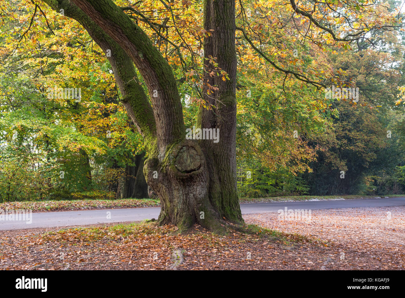 Colori autunnali e foglie cadute a Box Hill of Outstanding Natural Beauty, Surrey, Regno Unito Foto Stock
