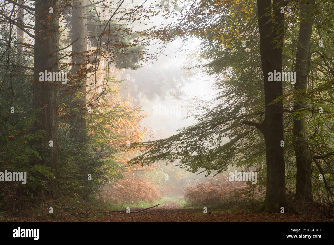 Paesaggio boschivo in una nebbiosa mattina di autunno a Ranmore comune in North Downs, Surrey Hills AONB, UK. Un giorno atmosferica in campagna. Foto Stock
