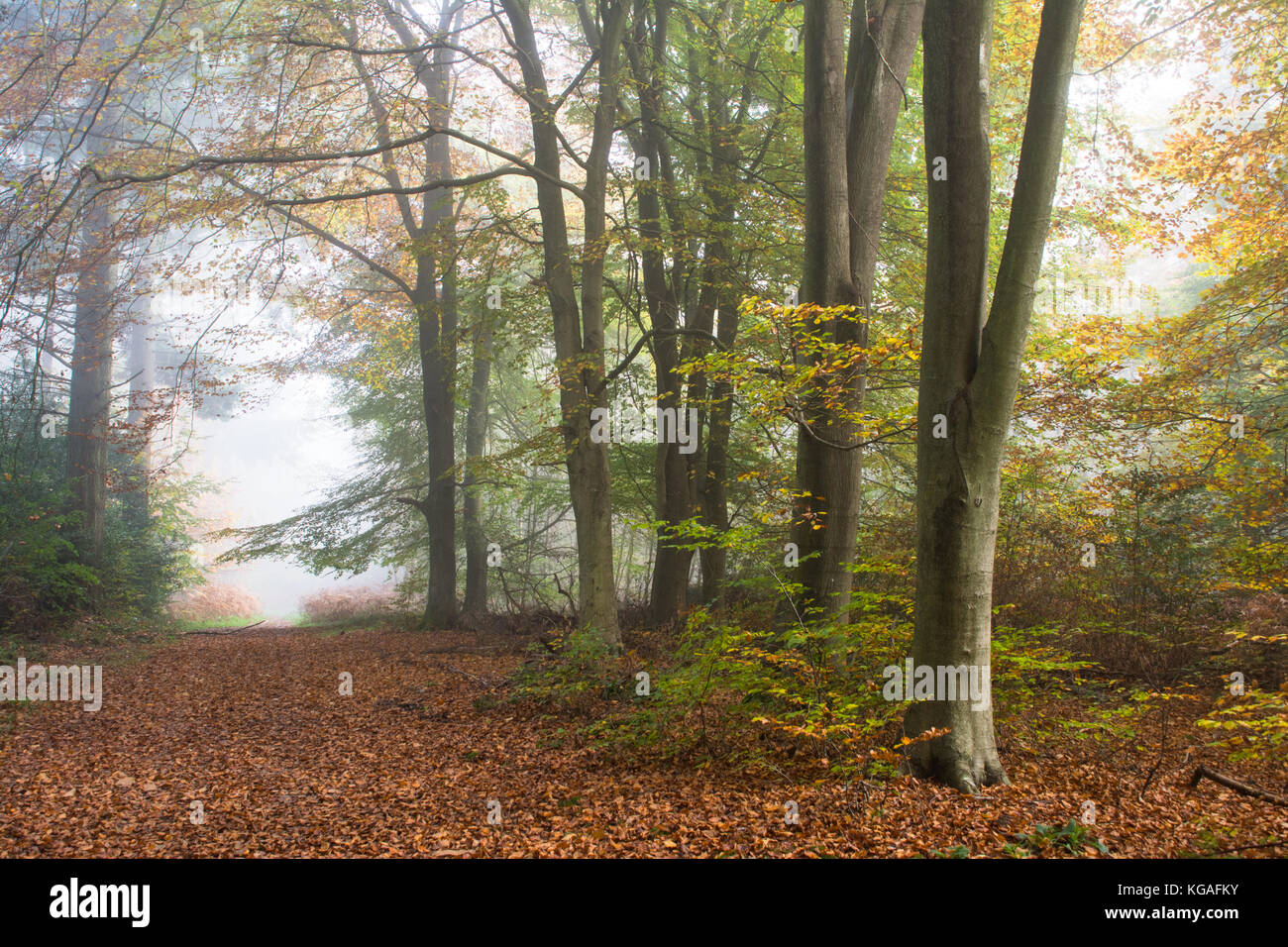 Paesaggio boschivo in una nebbiosa mattina di autunno a Ranmore comune in North Downs, Surrey Hills AONB, REGNO UNITO Foto Stock