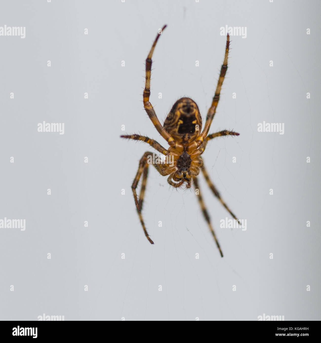 Una ripresa macro di un tessitore di orb spider. Foto Stock