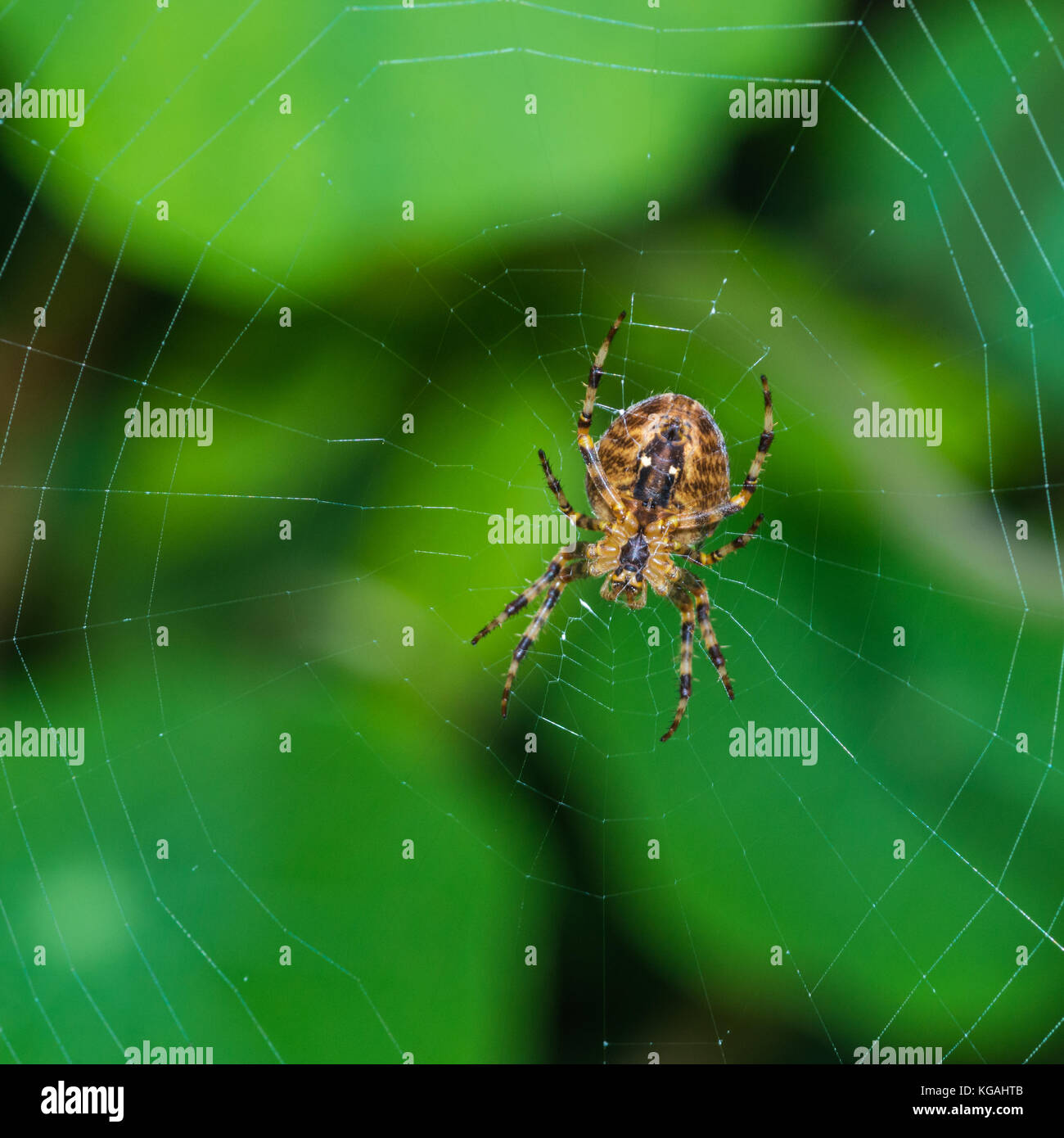 Una ripresa macro di un giardino spider seduto nella sua web. Foto Stock