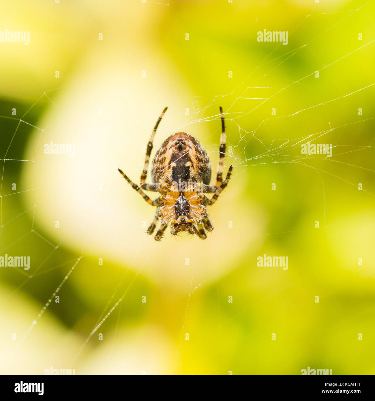 Una macro shot della parte inferiore di un giardino spider. Foto Stock