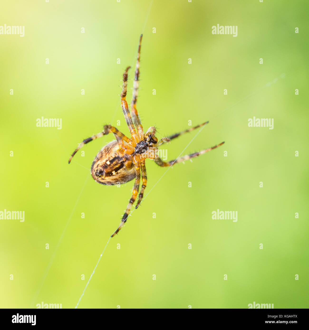 Una macro shot della parte inferiore di un giardino spider. Foto Stock