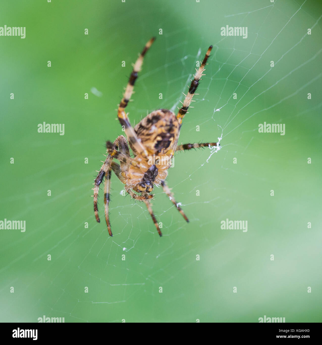 Una ripresa macro di un giardino spider in attesa nella sua web. Foto Stock