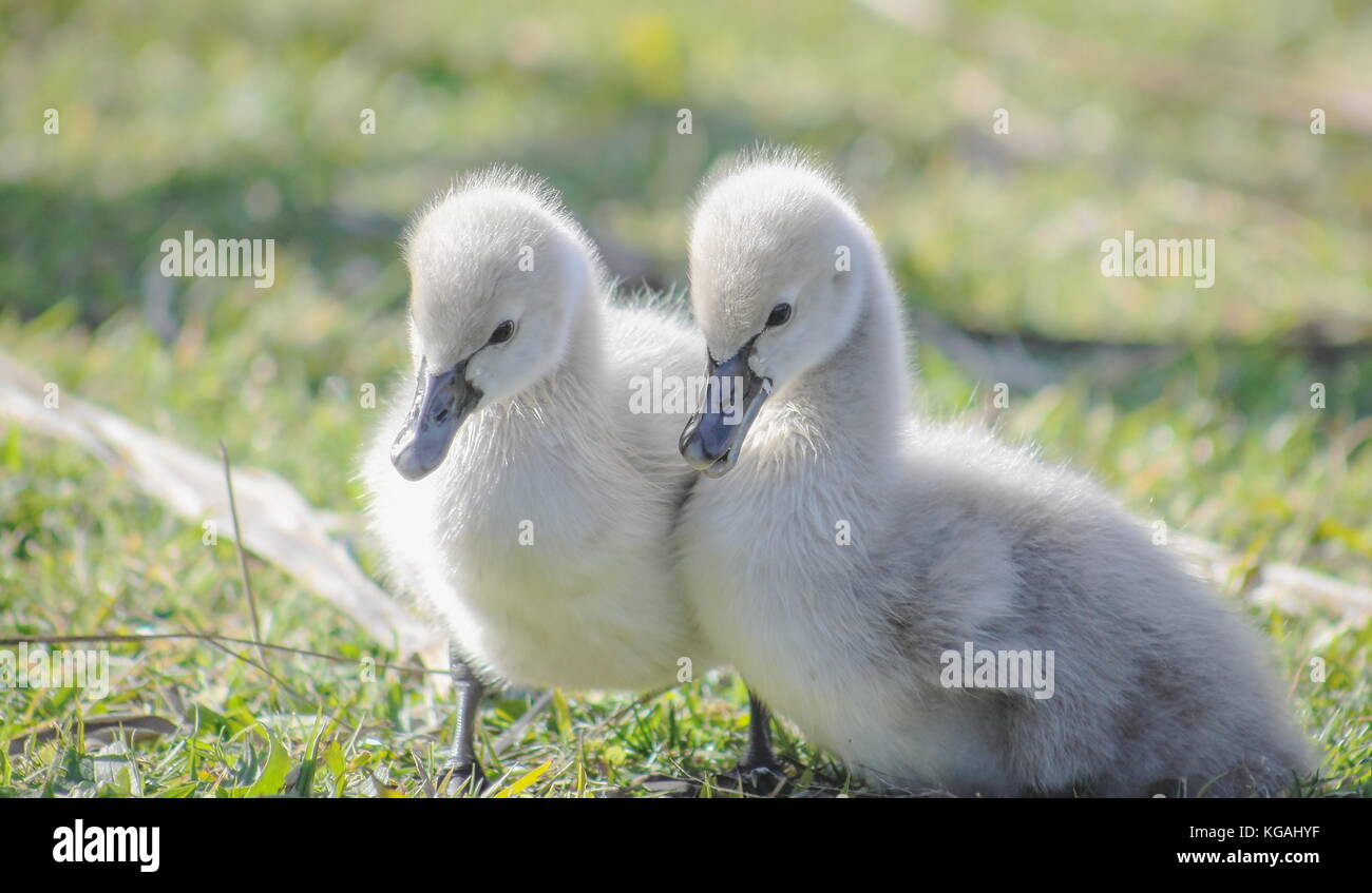 Chiudere l immagine di una coppia di soft carino Black Swan cygnets (cygnus atratus) Foto Stock