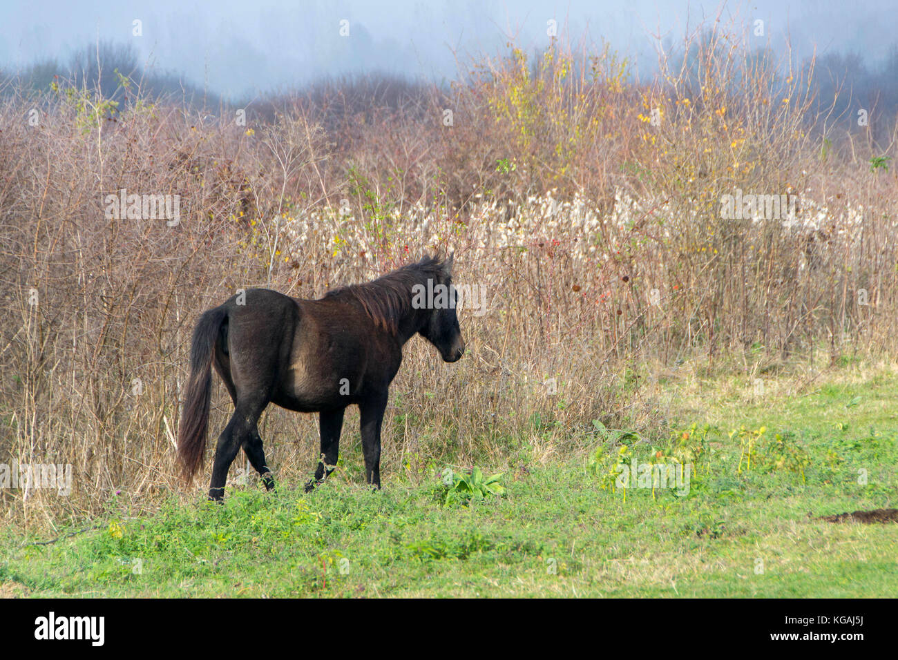 Wild montagna cavalli, specie autoctone, completamente gratis nella riserva naturale "zasavica', serbia, europa Foto Stock