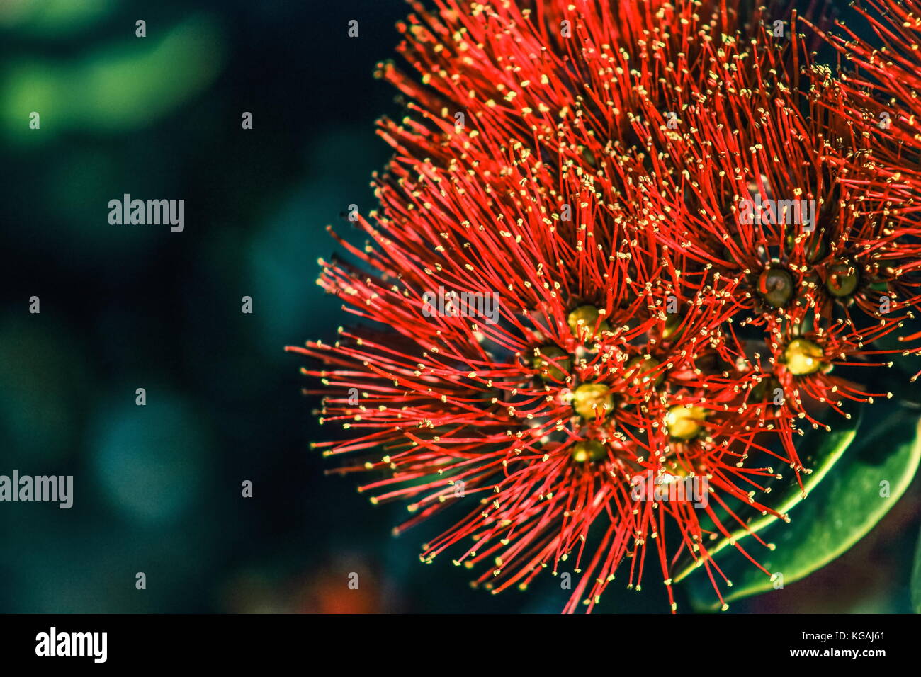 Chiudere l immagine di rosso fiori pohutukawa (metrosideros excelsa) la nuova zelanda albero di natale. Foto Stock