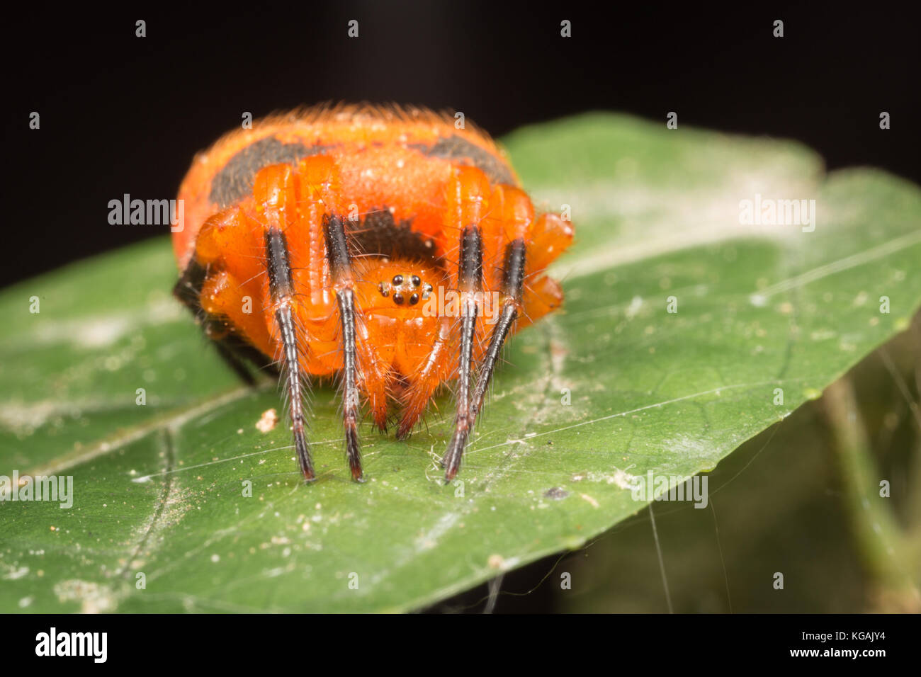 Eriovixia è un genere di ragni della famiglia Araneidae. Foto Stock