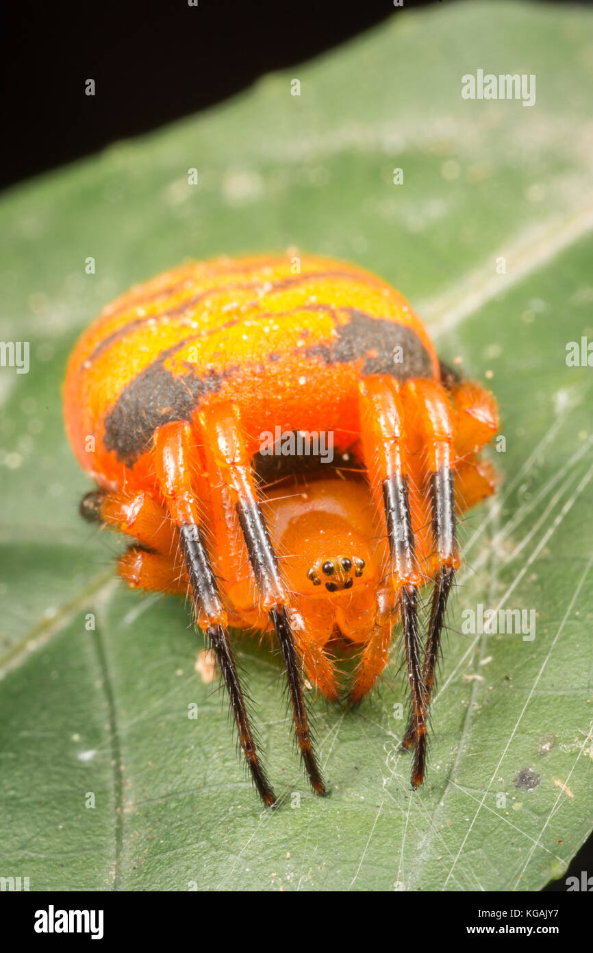 Eriovixia è un genere di ragni della famiglia Araneidae. Foto Stock
