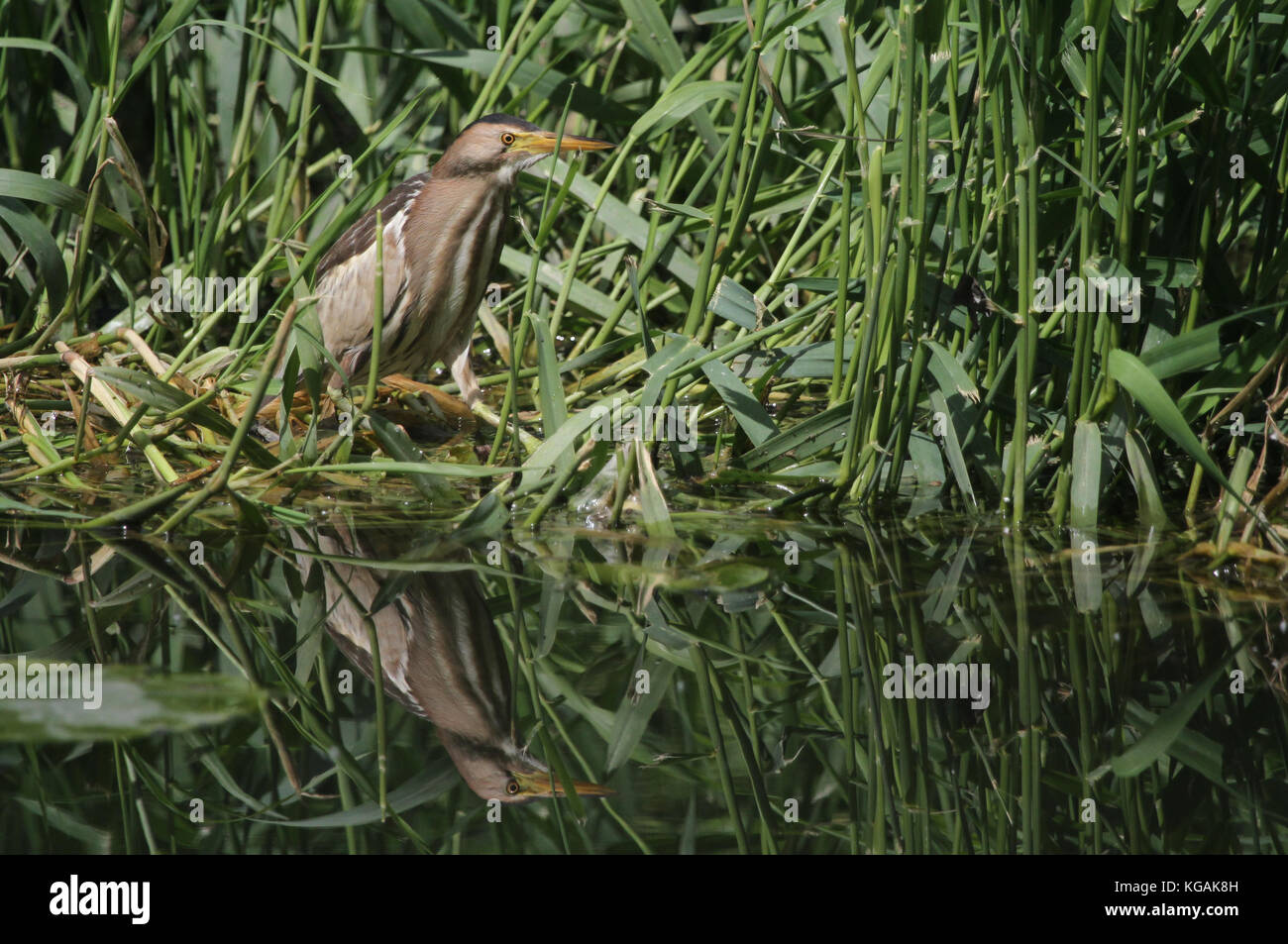 Un raro bittaro (Ixobrychus minutus) a caccia di cibo nelle canne nel Regno Unito. Foto Stock