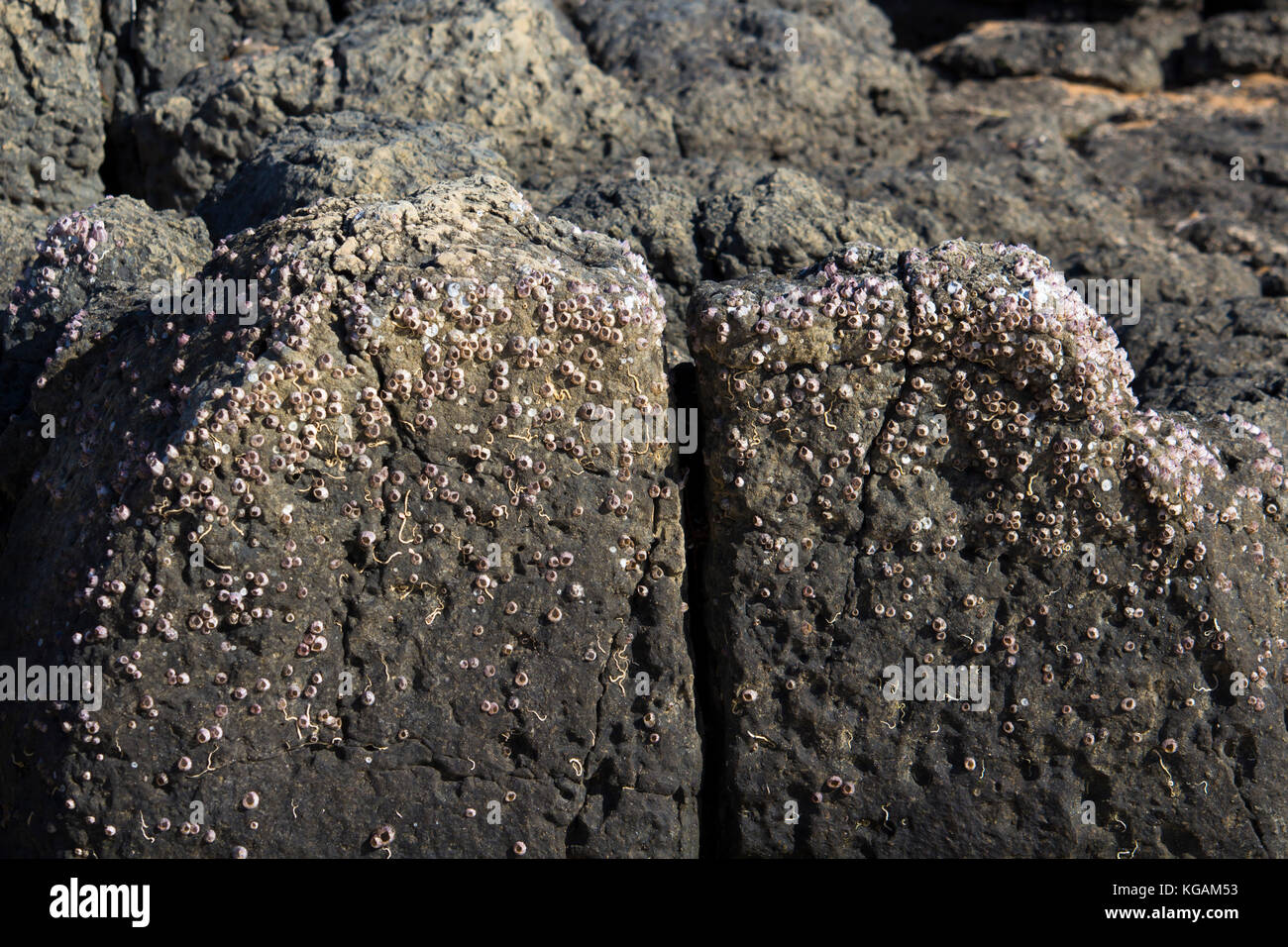 Patelle un gruppo tassonomico di lumache di mare o marine molluschi gasteropodi attaccata alla roccia basaltica su Ocean Beach ,Bunbury Western Australia sono dolce. Foto Stock