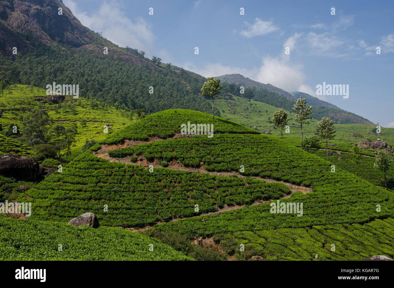 Le persone che lavorano nelle piantagioni di tè in munnar Kerala, India Foto Stock