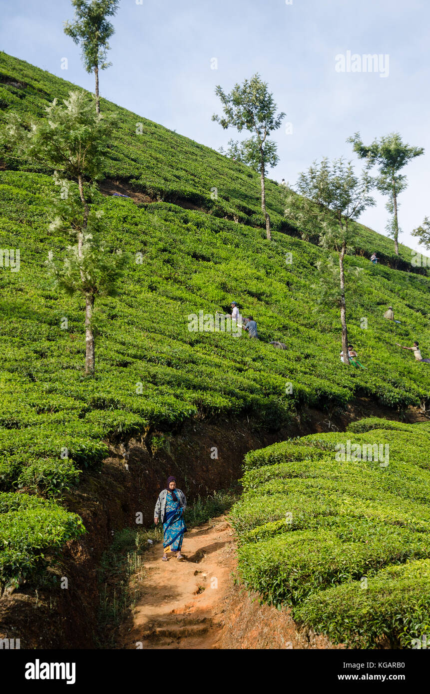 Le persone che lavorano nelle piantagioni di tè in munnar Kerala, India Foto Stock