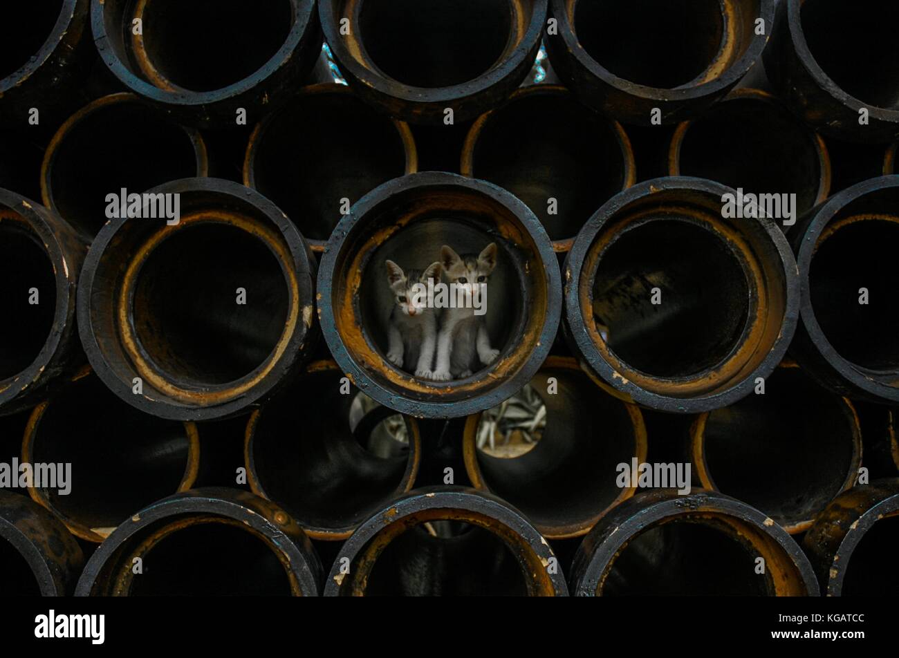 Gattini in tubi. abbiamo adottato questi simpatici gattini poco. Come sono cresciuti loro paura delle altezze ridotte. li ho portati fuori a destra di fronte a casa mia. Foto Stock