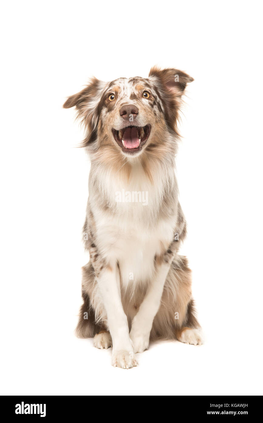 Carino seduta sorridente pastore australiano di fronte alla macchina fotografica con la bocca aperta visto dalla parte anteriore su sfondo bianco Foto Stock