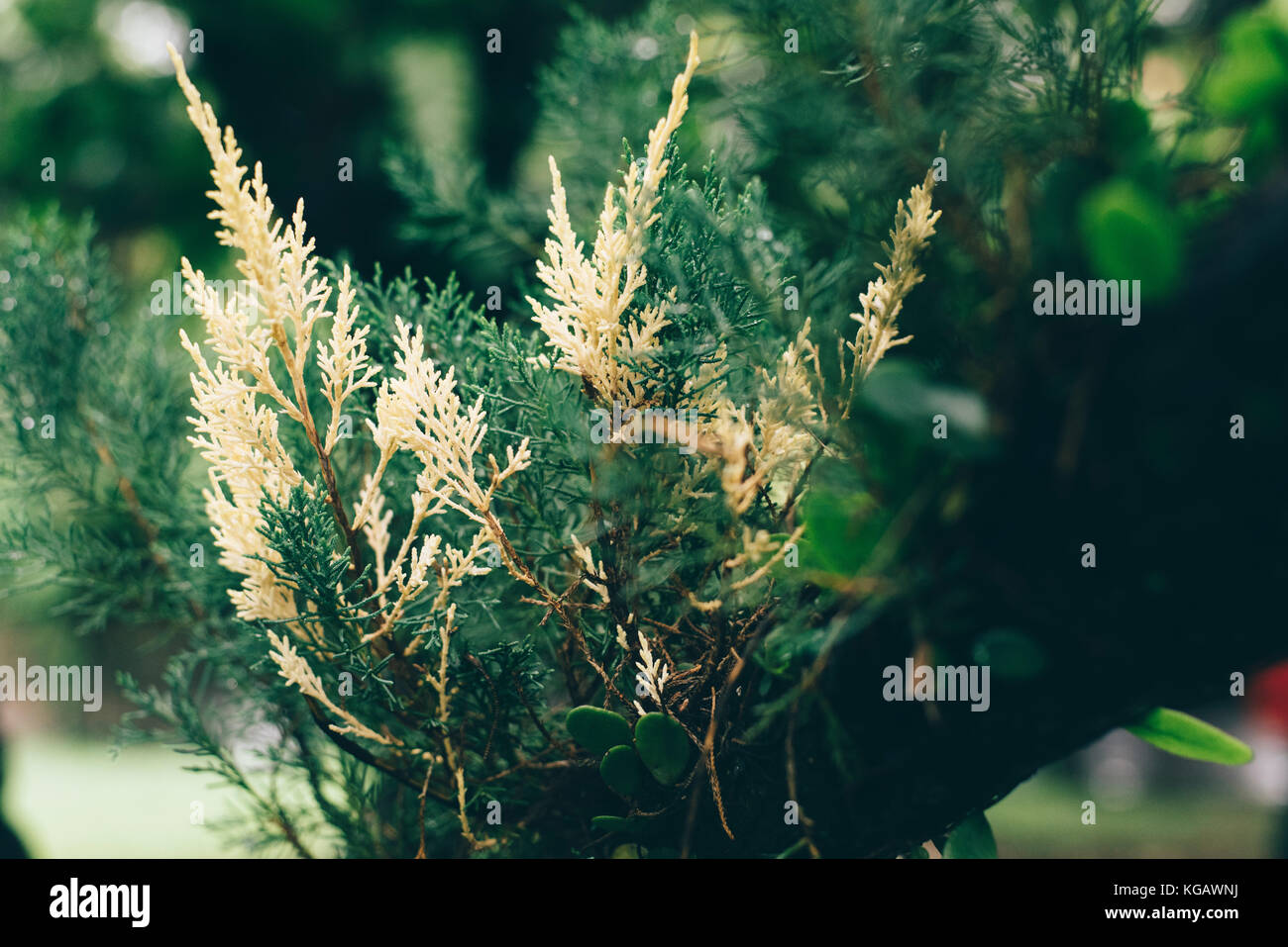 La bellissima pianta alberi baldcypress Taxodium distichum.una conifera decidua albero dalla famiglia baldcypress (taxodiaceae) Foto Stock