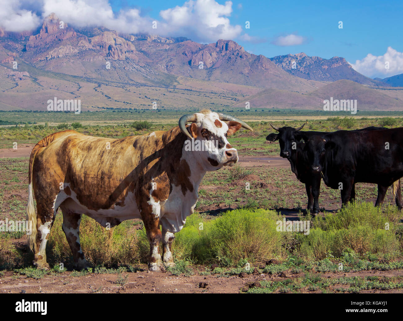 Bull si erge nel paesaggio desertico con due mucche cercando su e le montagne sullo sfondo a americana immagine Foto Stock
