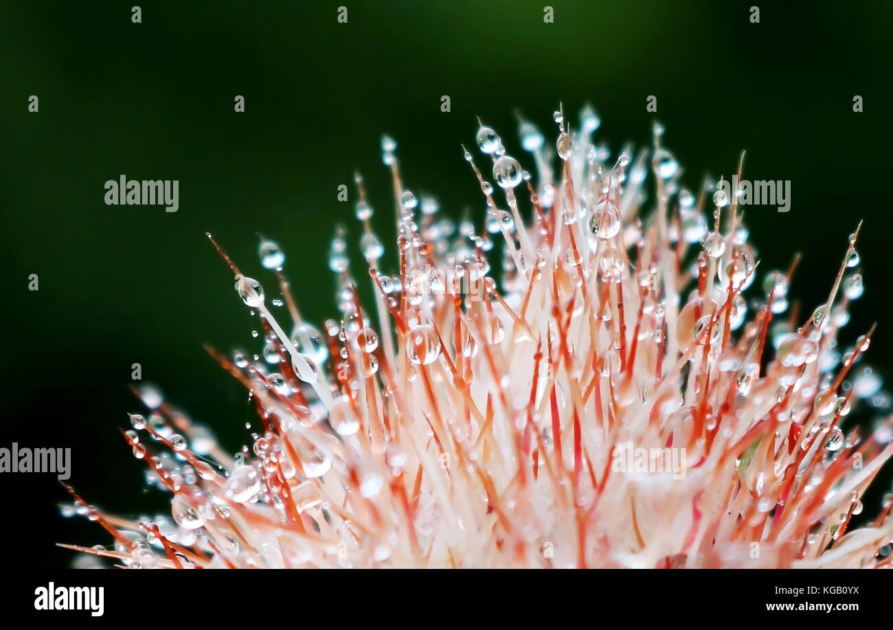 Red spine di cactus infilzare minuscole gocce di pioggia contro uno sfondo scuro Foto Stock