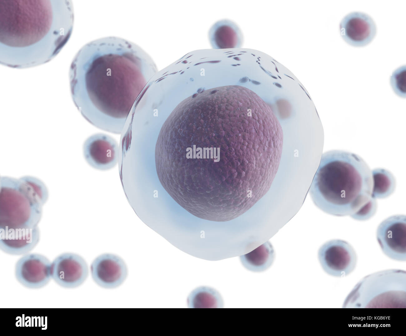 Le cellule isolate su sfondo bianco Foto Stock