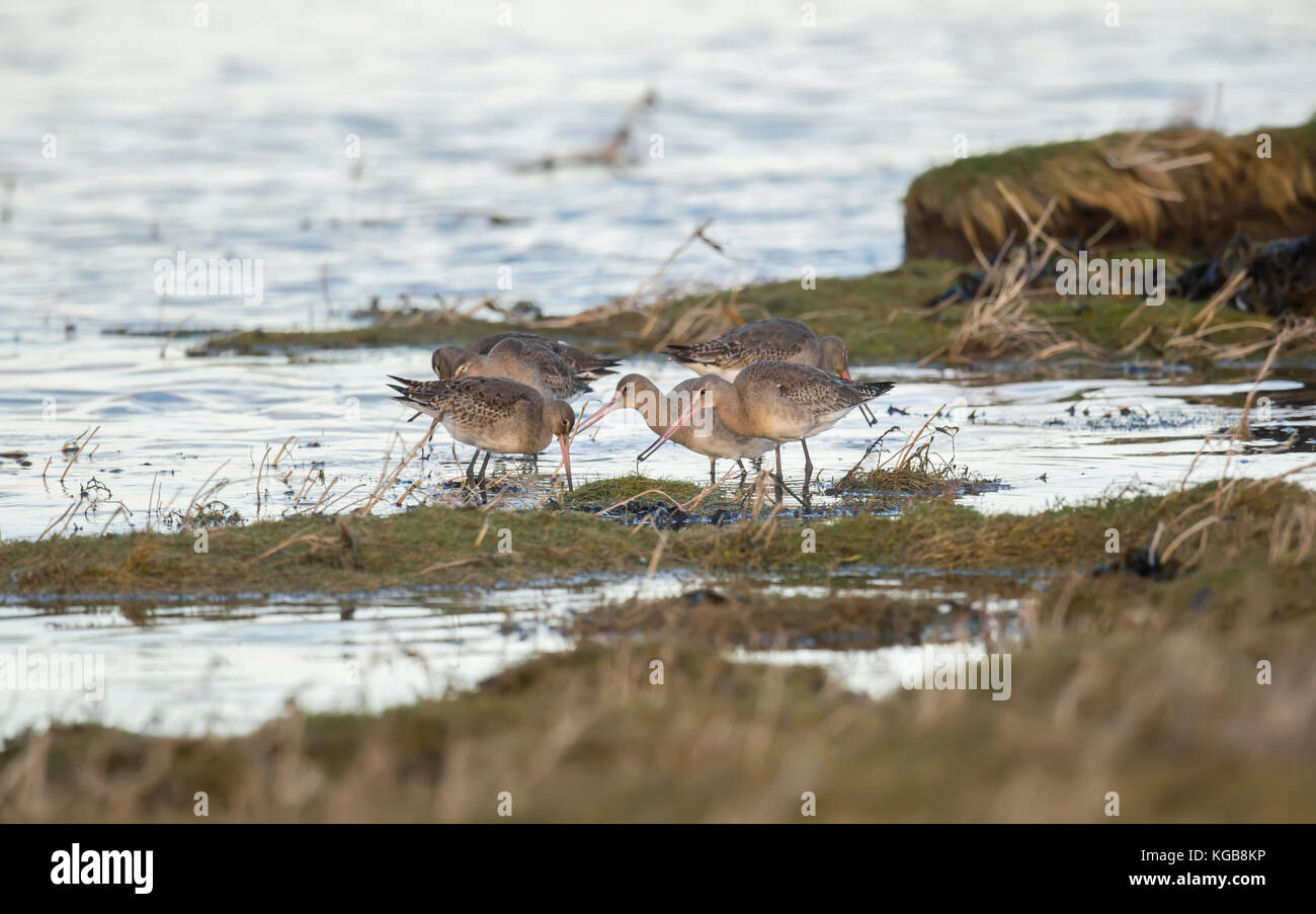 Nero-tailed godwit, di alimentazione in corrispondenza del bordo di un litorale palustri Foto Stock