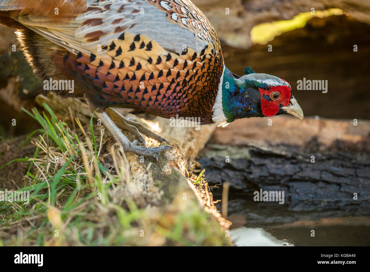 British Wildlife in habitat naturali. Anello singolo fagiano a collo alto rovistando in antichi boschi sulla luminosa giornata autunnale. Foto Stock