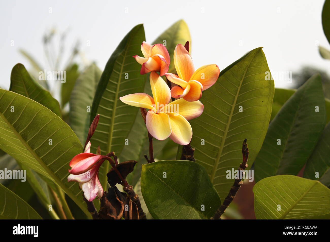 Tulipano selvatico blossoms Foto Stock
