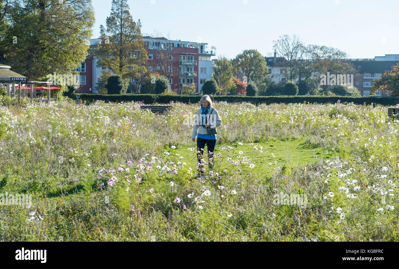 Brighton, Regno Unito. 6 nov, 2017. uk meteo. Nonostante fosse novembre il fiore selvatico prato in Preston Park di Brighton è in piena fioritura nel bellissimo sole aurumn oggi credito: simon dack/alamy live news Foto Stock