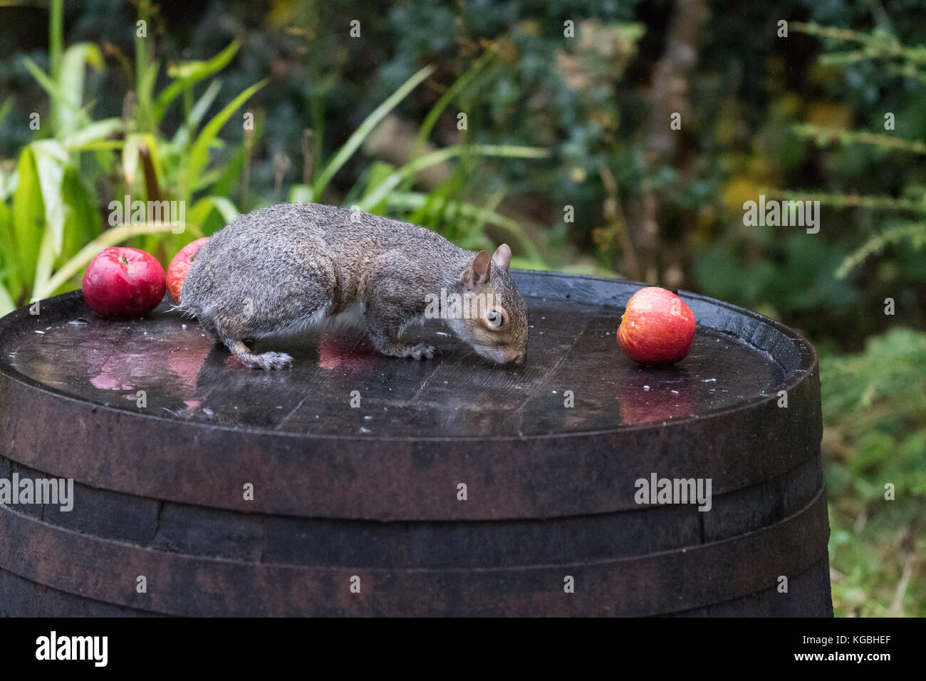 Stirlingshire, Scotland, Regno Unito. 6 Nov, 2017. Regno Unito - previsioni del tempo - Un tailless scoiattolo grigio riesce ancora a mantenere il suo equilibrio come si inerpica verso il basso un barile di whisky in cerca di cibo in un giorno grigio in un giardino di Stirlingshire. Sebbene questo scoiattolo sembra essere la gestione senza, scoiattolo's Tail hanno molti usi, come bilancia, calore e come un mezzo di comunicazione tra cui sfogliare quando allarmato. Credito: Kay Roxby/Alamy Live News Foto Stock