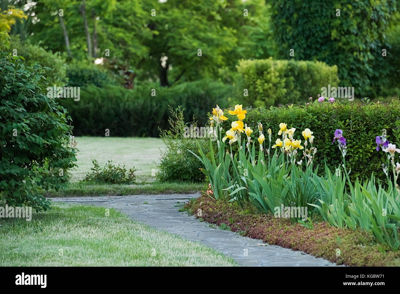 Blooming colorato giallo e blu iris aiuola nei pressi di arenaria sentiero nel parco o giardino. Durante la stagione estiva. Sfondo non focalizzato. Foto Stock