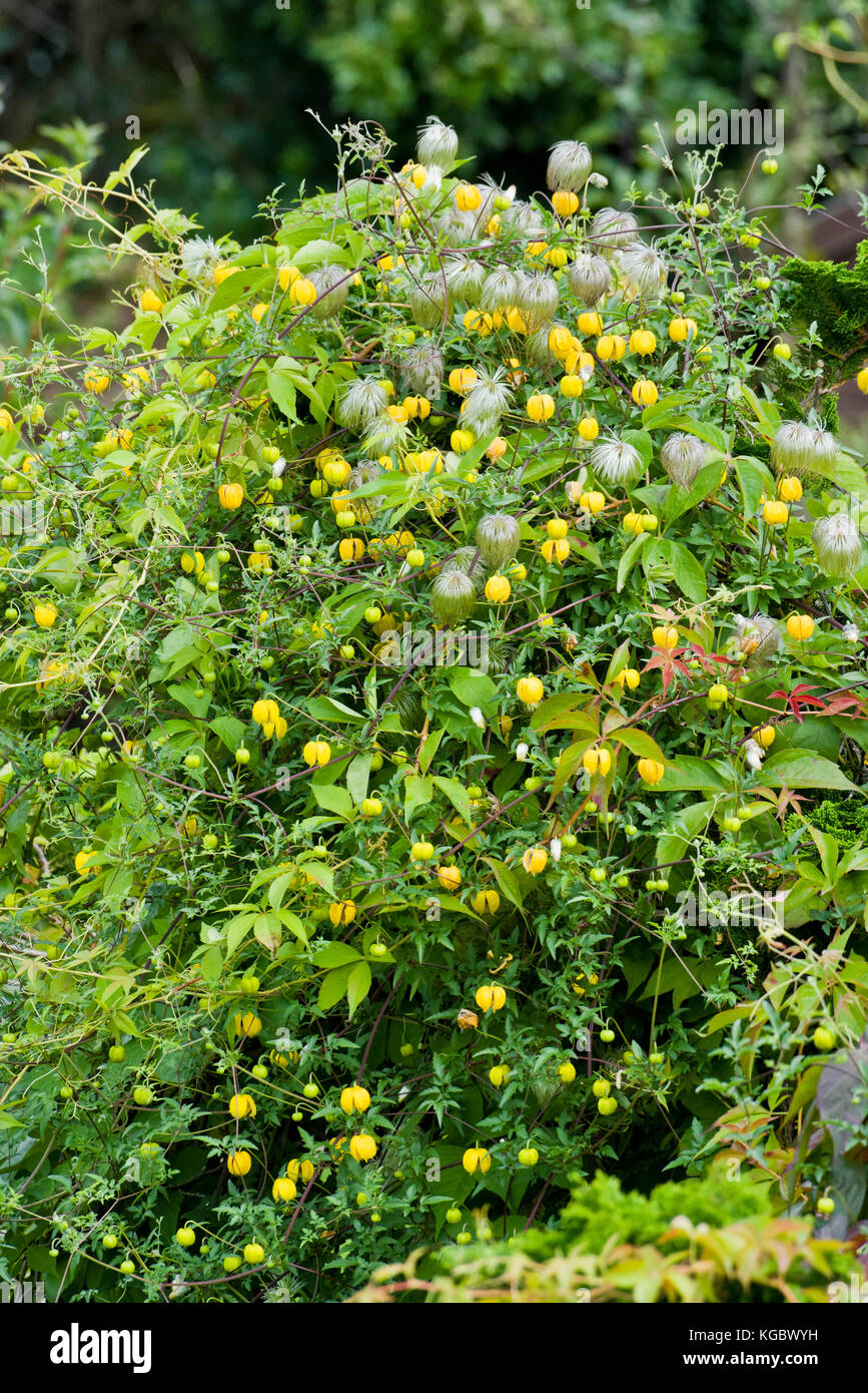 La clematide bill mckenzie in autunno con giallo a forma di campana fiori e fruste teste di seme Foto Stock