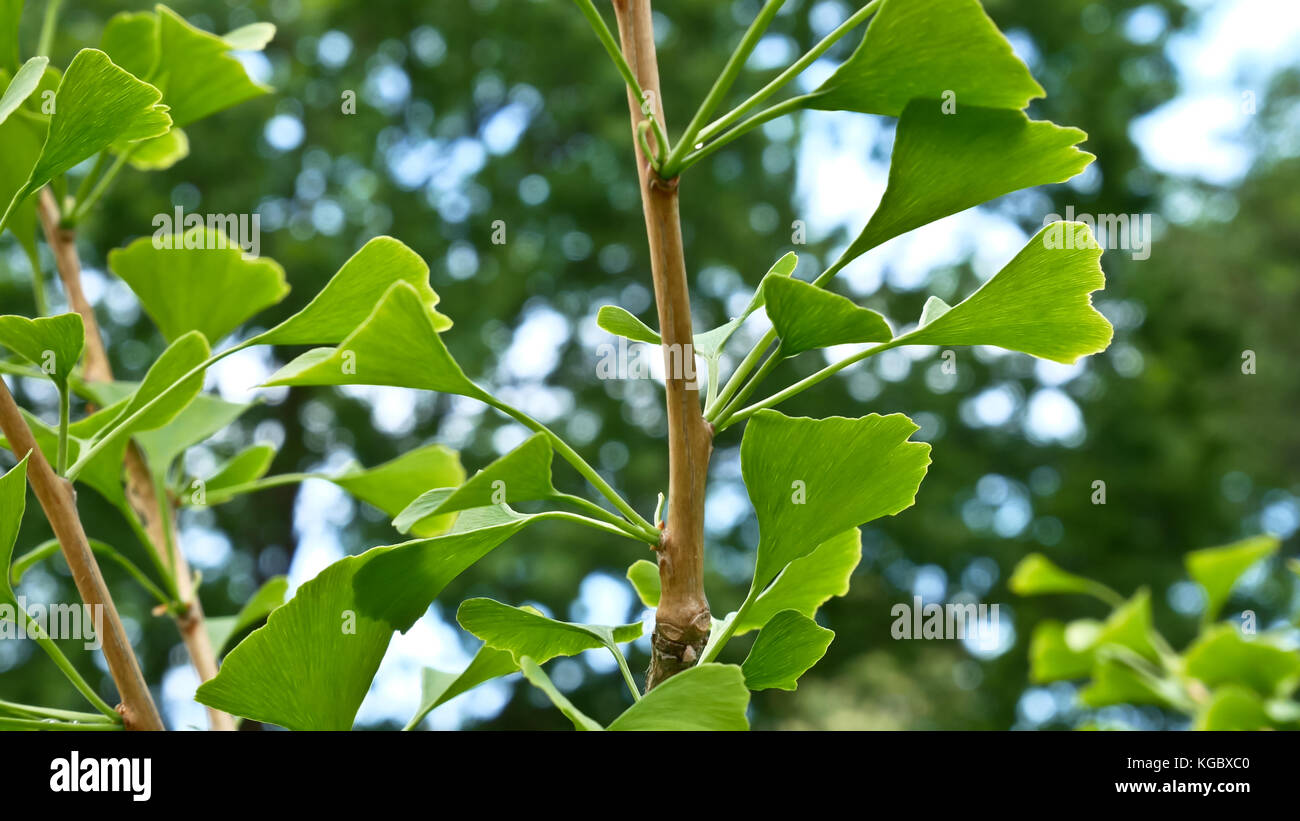 Dettaglio del piccolo albero di ginkgo in estate. Foto Stock