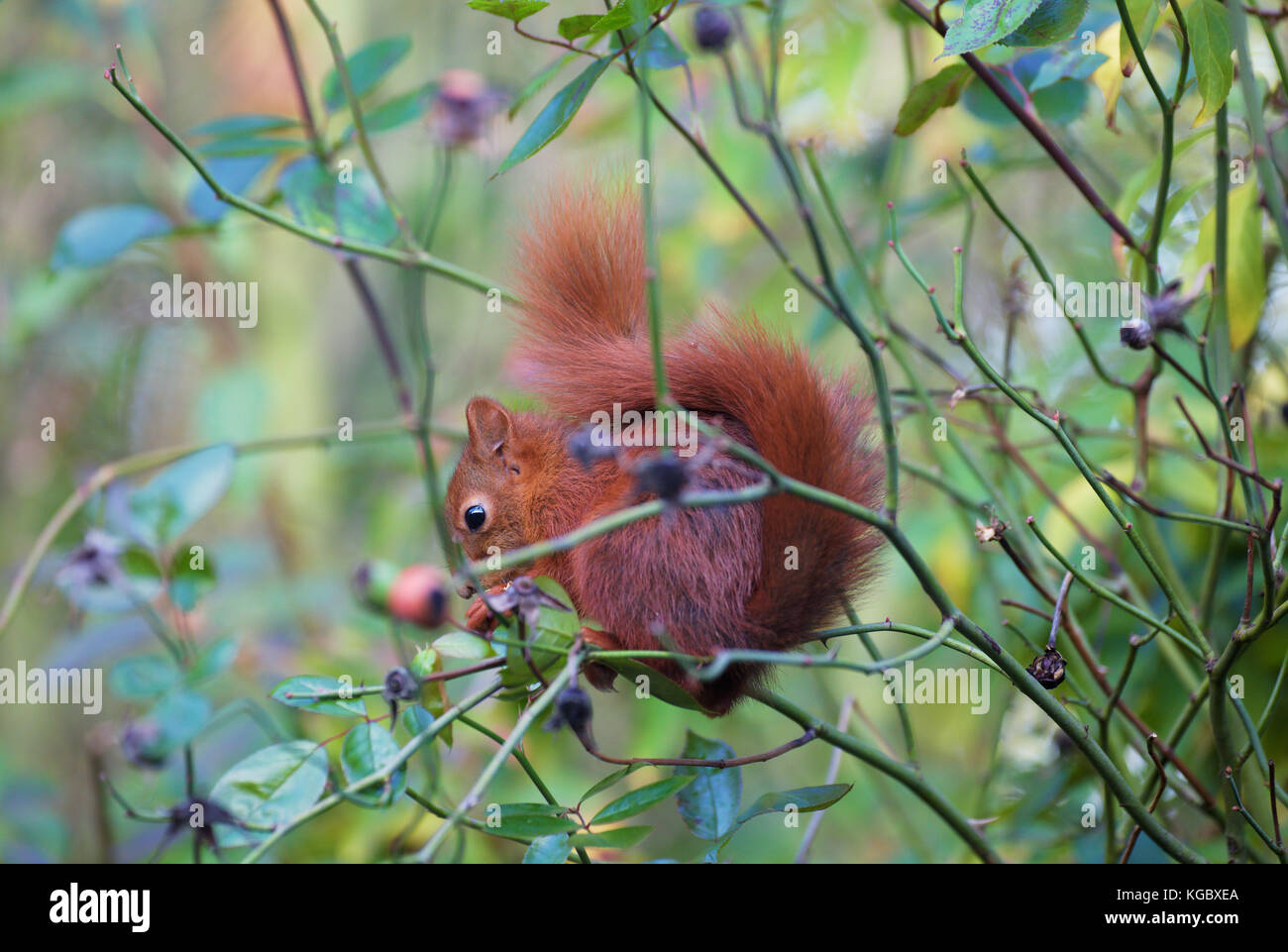 Eurasian scoiattolo (Sciurus vulgaris) nella boccola di rose in cerca di cibo e di mangiare bud Foto Stock