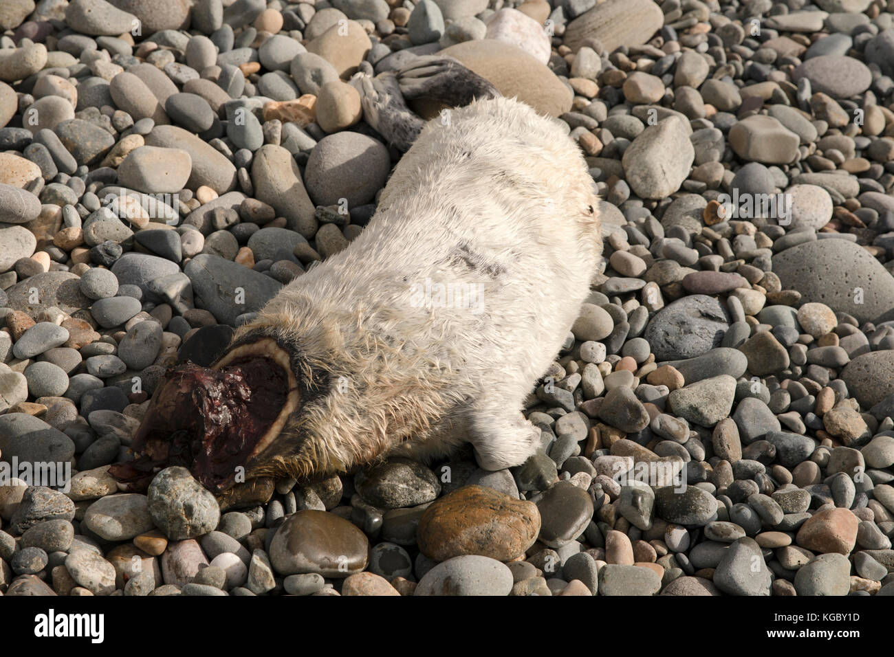 Dead Atlantic Grey Seal pup su Newgale Beach dopo Storm Brian. Foto Stock
