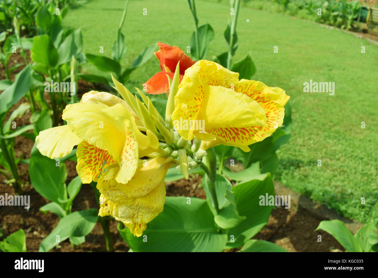 Reddish fiore giallo in campo verde con red tulip dietro Foto Stock