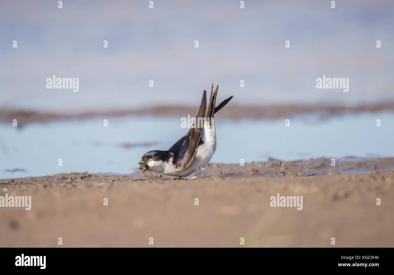 Casa martin, Delichon urbica, sulla spiaggia Foto Stock