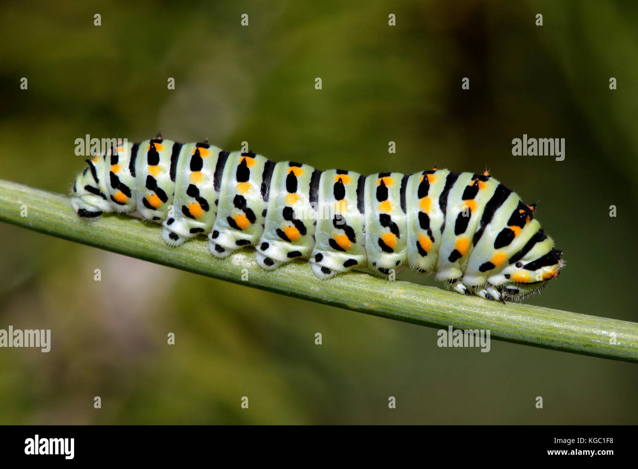 Caterpillar di papilio machaon farfalla. Foto Stock