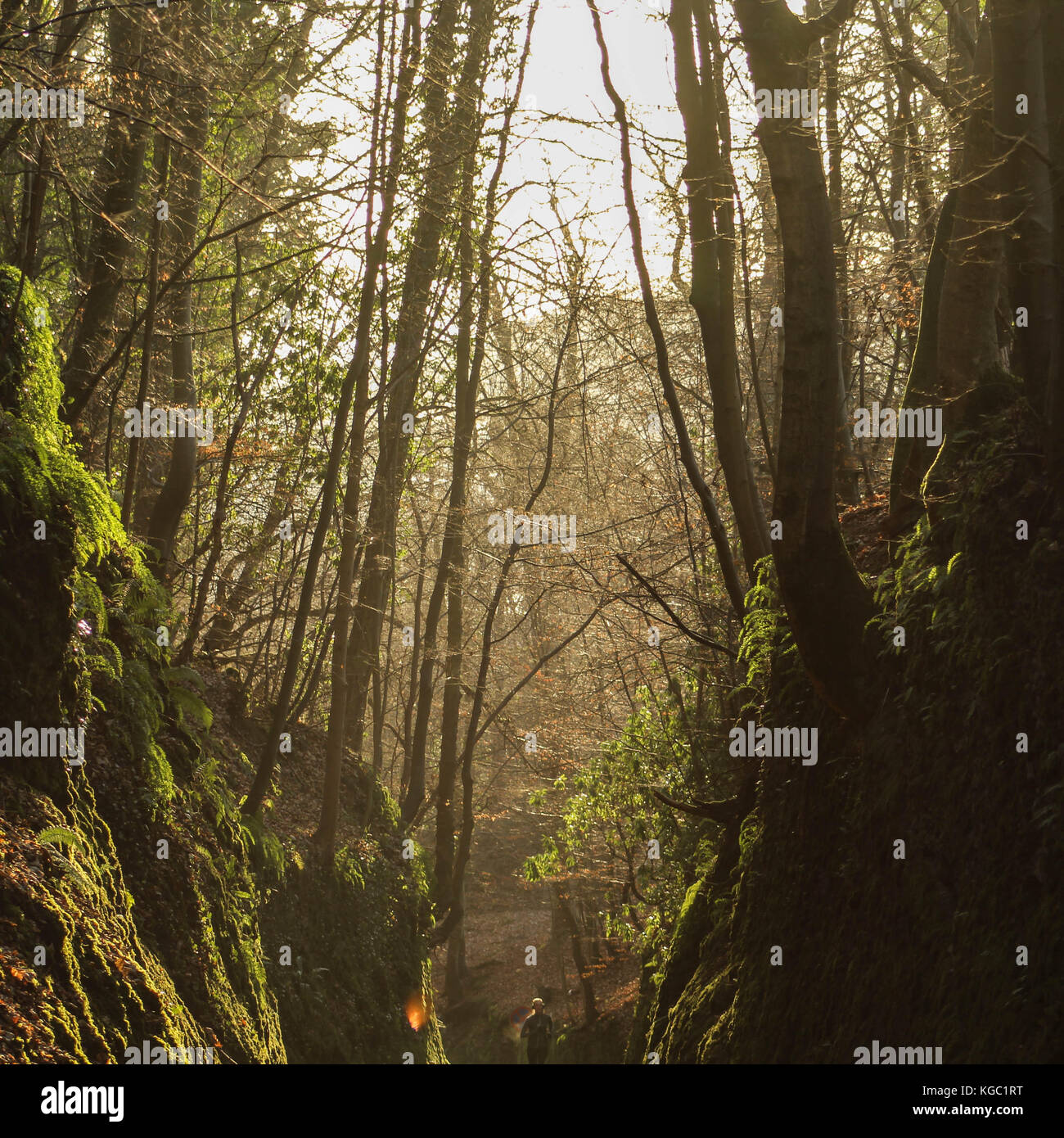 Sunrise nel bosco Foto Stock