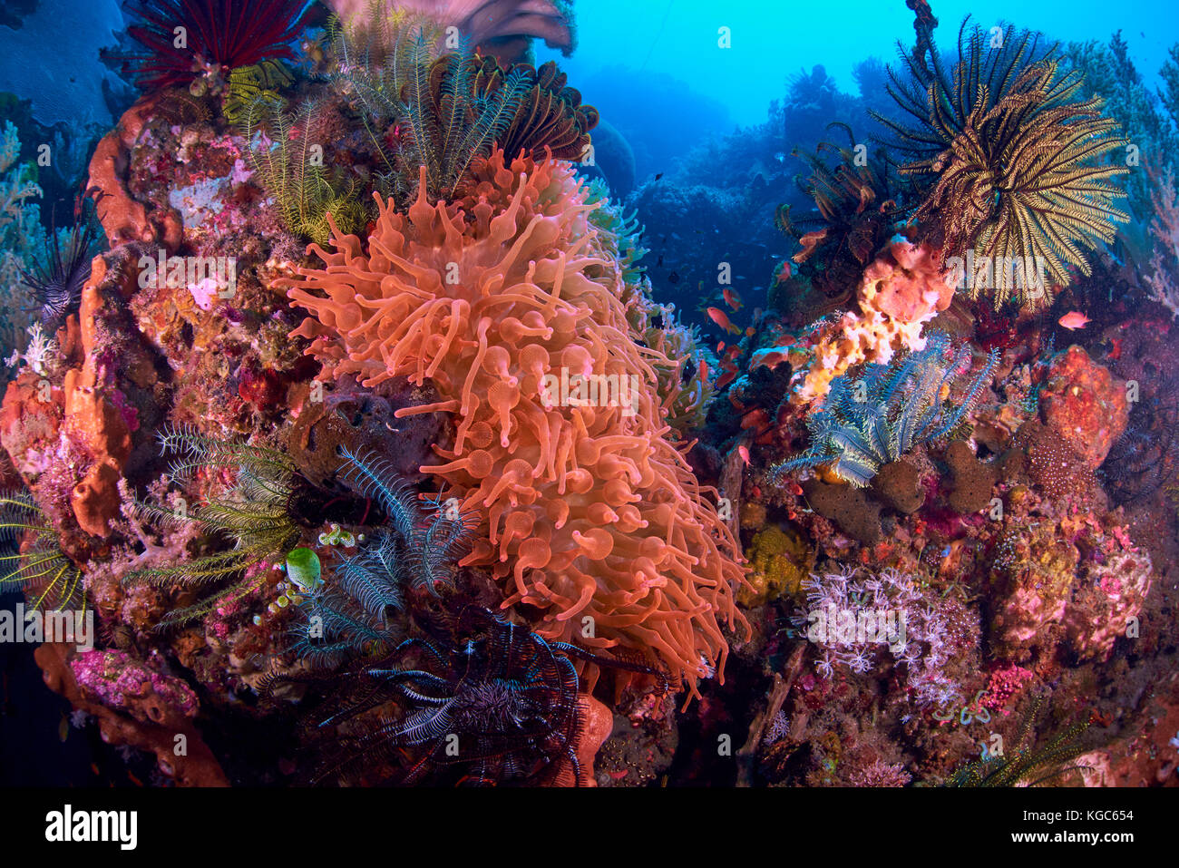 Biodiversi Coral reef alimentato da nutrienti ricco acque da un vulcano attivo - Parco nazionale di Komodo, Indonesia. Foto Stock