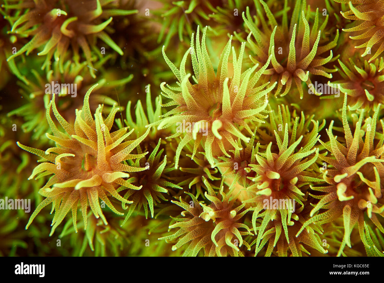 Cup coral (tubastraea cnidaria) visualizzare i suoi tentacoli di alimentazione durante la notte la cattura di microrganismi in acqua - Parco nazionale di Komodo, Indonesia. Foto Stock