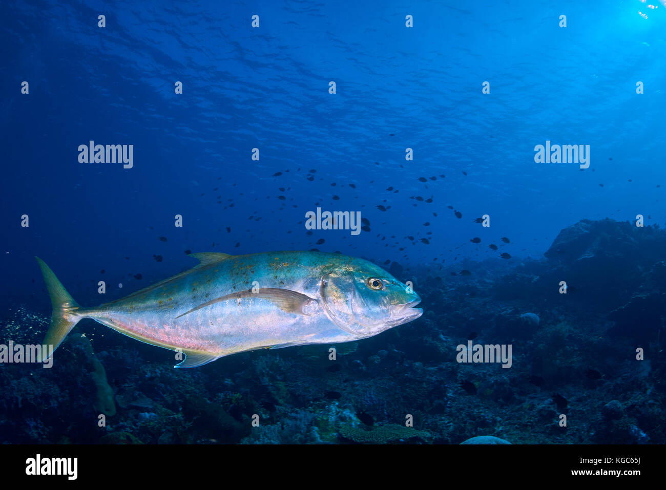 Giallo macchiato di carangidi (carangoides orthgrammus) cruise il blu del mare e le barriere coralline alla ricerca di cibo - Parco nazionale di Komodo, INDONESIA Foto Stock