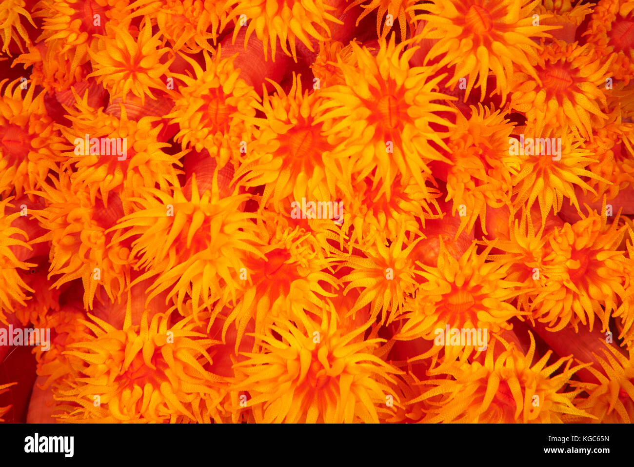 Cup coral (tubastraea cnidaria) visualizzare i suoi tentacoli di alimentazione durante la notte la cattura di microrganismi in acqua - Parco nazionale di Komodo, Indonesia. Foto Stock