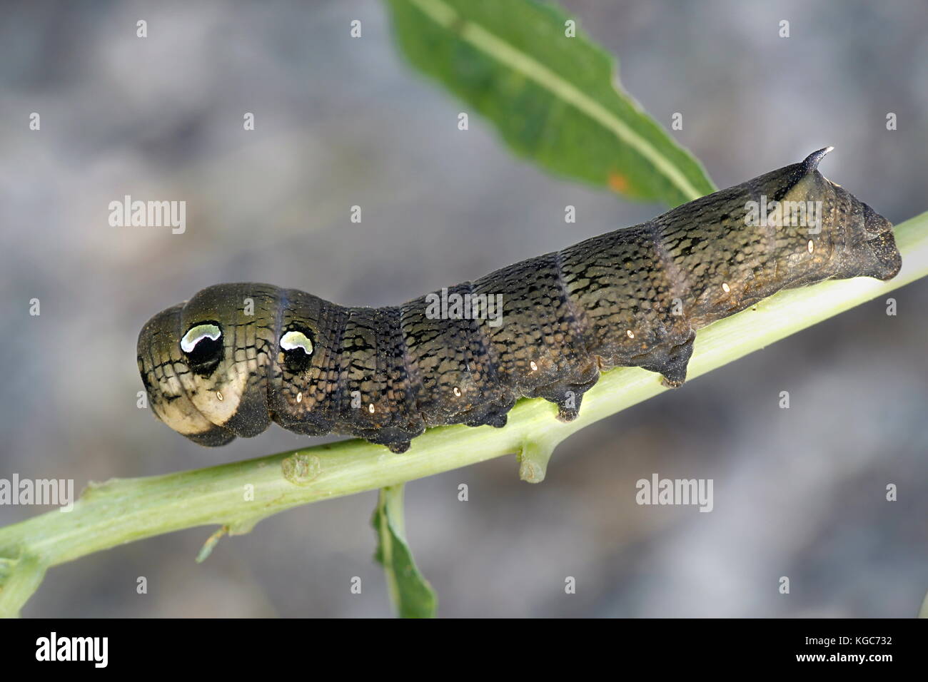 Elephant hawk moth caterpillar Foto Stock