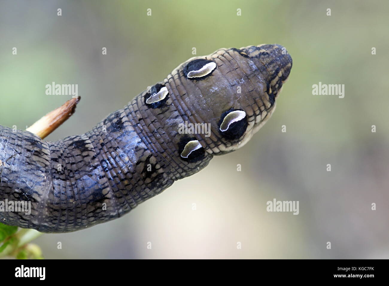 Elephant hawk moth caterpillar Foto Stock